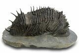 Insane, Spiny, Undescribed Scabrella Trilobite - Morocco #328620-1